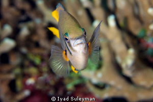 Fish portrait by Iyad Suleyman 